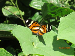 Heliconius ethilla