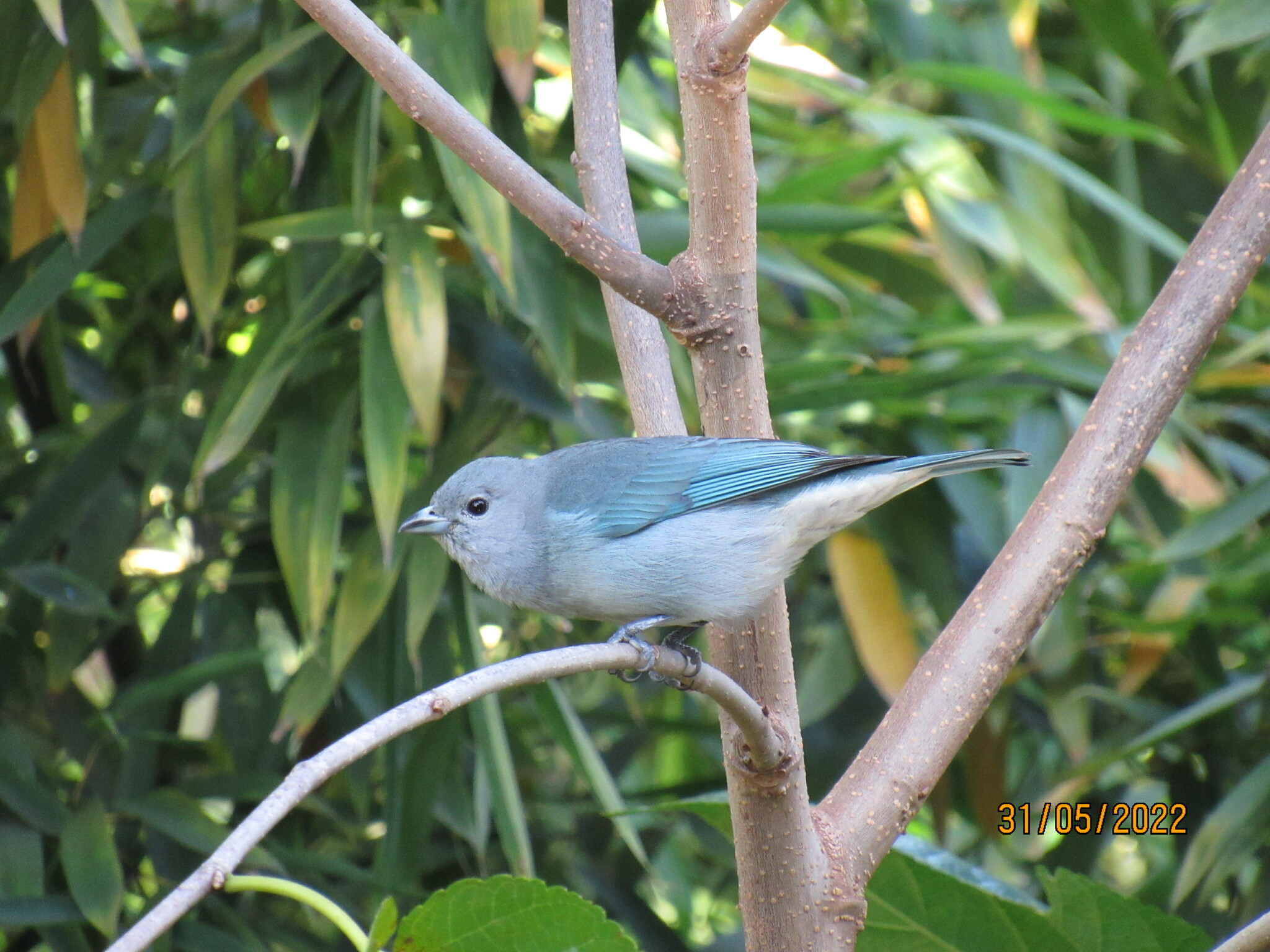 Sayaca Tanager illustration