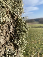 Ramalina fraxinea