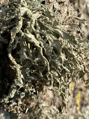 Ramalina fraxinea