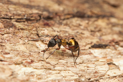 Polyrhachis rufifemur
