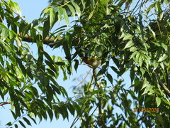 Hemithraupis ruficapilla