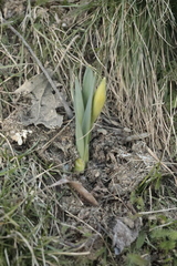 Narcissus pseudonarcissus