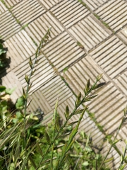 Lolium multiflorum
