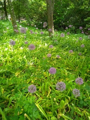 Allium giganteum