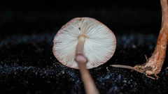 Leucoagaricus roseilividus