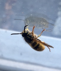 Vespula vulgaris