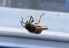 Vespula vulgaris
