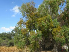 Eucalyptus rudis