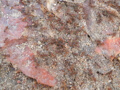 Myrmica