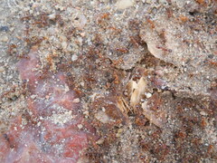 Myrmica