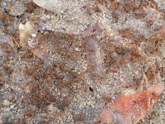 Myrmica
