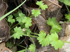 Ranunculus platensis