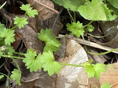 Ranunculus platensis