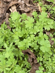 Ranunculus platensis