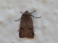 Cerastis faceta