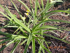 Hypoxis argentea