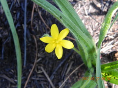 Hypoxis argentea