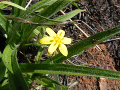 Hypoxis argentea