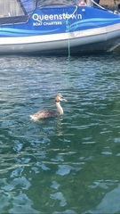 Podiceps cristatus australis