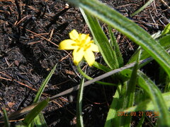 Hypoxis argentea