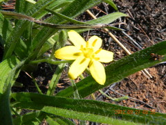Hypoxis argentea