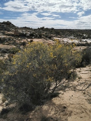 Calobota