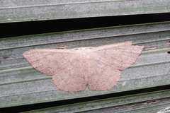 Cyclophora