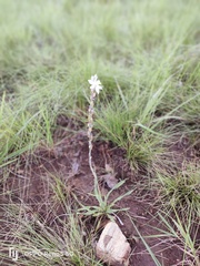 Chlorophytum cooperi
