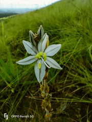 Chlorophytum cooperi