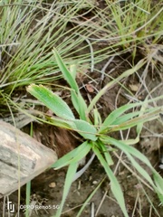 Chlorophytum cooperi