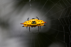 Gasteracantha quadrispinosa