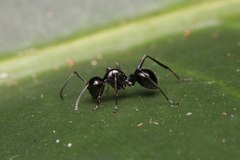 Polyrhachis pilosa