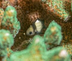 Dascyllus reticulatus