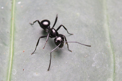 Polyrhachis pilosa