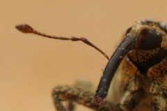 Ceutorhynchini