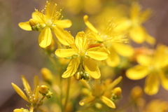 Hypericum empetrifolium