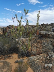 Protea glabra