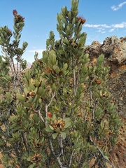 Protea glabra