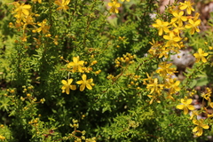Hypericum empetrifolium