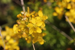 Hypericum empetrifolium