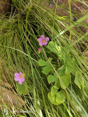 Oxalis obliquifolia