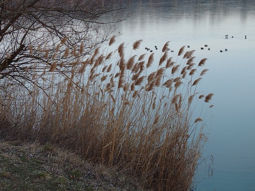 Ševar (Phragmites australis)