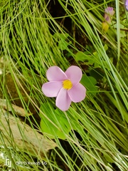 Oxalis obliquifolia