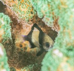 Dascyllus reticulatus