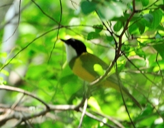 Pachycephala melanura