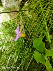 Oxalis obliquifolia