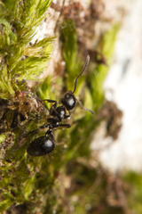 Technomyrmex sophiae