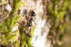 Technomyrmex sophiae