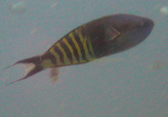 Pseudocoris heteropterus